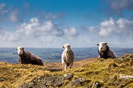 Ewe Too Herdwick Sheep Cumbria Guide