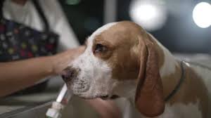 Bathing Dog At Pet Employee Hands