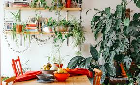 Best Indoor Plants To Naturally Purify