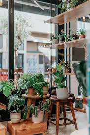 Indoor Plants For Low Light Environments