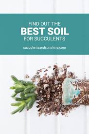 Well Draining Soil For Succulent