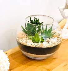 Succulent Filled Glass Fish Bowl Terrarium