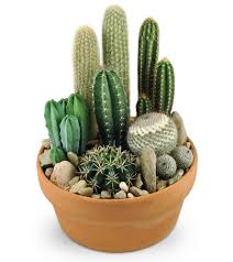 Cactus Garden Send To Auburn Ca Today