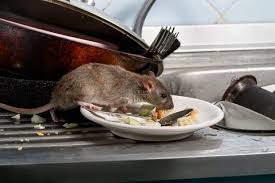 Greedy Fat Rats Resistant To Poison