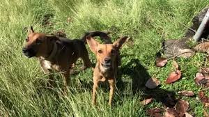 Two Bad Dogs In Long Grass Barking