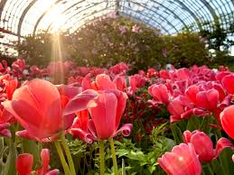 Where To See Spring Flowers In Chicago
