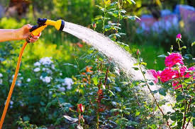 Hot Weather Watering Mistake Can Be
