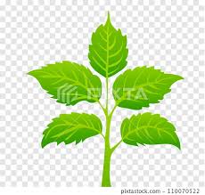 Green Leaves On Isolated Background