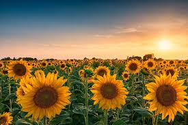 Sunflower Harvest In Ukraine