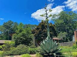 Rare Century Plant Blooms 20 Feet High