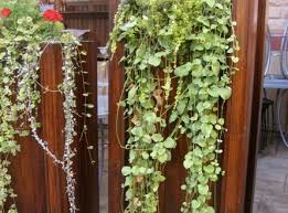 Plants For Narrow Spaces Eden Makers