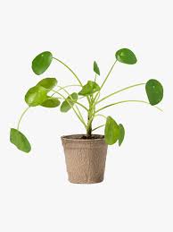 22 Pet Friendly Plants That Are Safe