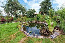 Pond Plants To Enhance Your Landscape