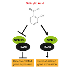 Salicylic Acid Receptors Npr1