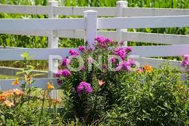 White Picket Garden Fence With Bright