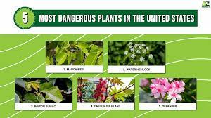 Discover The Most Dangerous Plants In