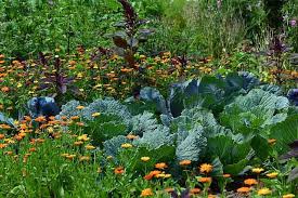 Companion Planting These Complimenting