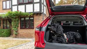 New Dog Accessory Car Packs Are Out