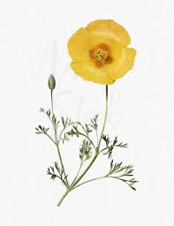 Yellow Poppy Flower Image Californian