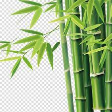 Bamboo Tree Art Bamboo Bamboe Icon