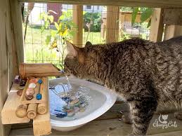 Cat Paradise With This Easy Fountain