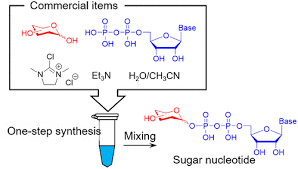 One Step Synthesis Of Sugar Nucleotides