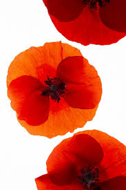 92 000 Red Poppy Pictures