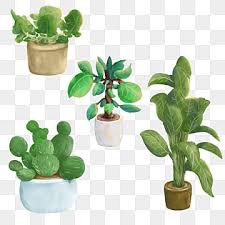 House Plants Png Transpa Images