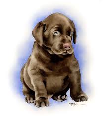 Chocolate Lab Puppy Labrador Retriever