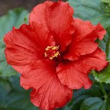 Red Flower Annual Hibiscus Plant