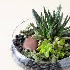 How To Care For Succulents Indoors