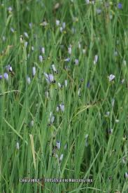 Blue Eyed Grass Sisyrinchium Campestre
