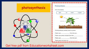 Photosynthesis Process Worksheets1