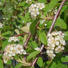 Cotoneaster Hybrida Pendula Evergreen