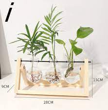 Creative Hydroponic Plant Terrarium