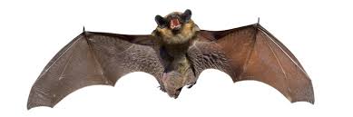 Bat Control How To Get Rid Of Bats