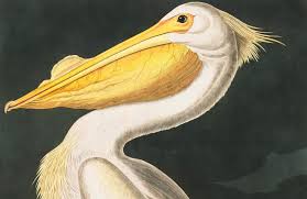 White Pelican Wallpaper Mural Hovia