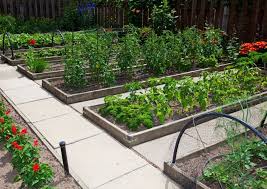 Raised Vegetable Garden Beds Are More