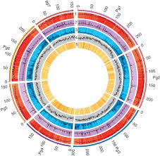 Pearl Millet Genome Sequence Provides A