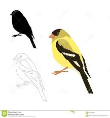 Gold Finch Bird Vector Ilration