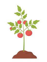 Tomato Plant Concept Icon For Website
