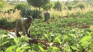Male African Farmer Watering Crops In