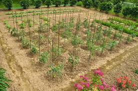 L Orto The Italian Vegetable Garden