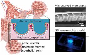 3d Lung On Chip Model Based On
