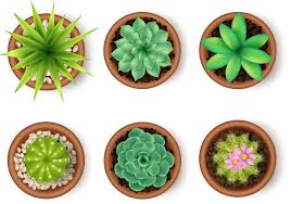 Indoor Plants Top View Vector Images