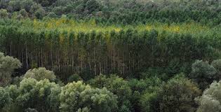 Indian Trees That Produces The More Oxygen