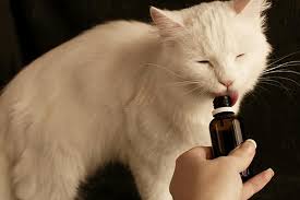 Poisoning In Cats Signs Causes