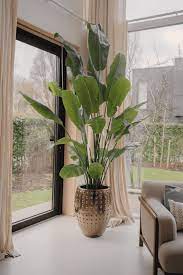 Indoor Plants With Big Leaves To Grow