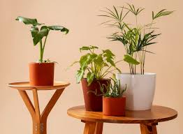 Page 2 Indoor Plants Images Free