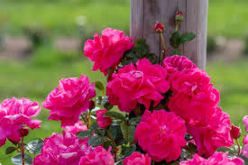 Grow Climbing Roses For Your Garden